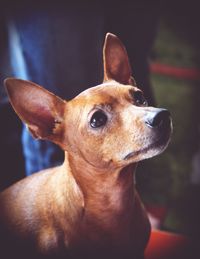 Close-up of dog looking away