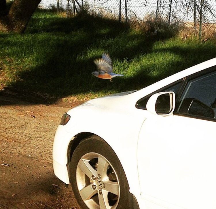 transportation, mode of transport, land vehicle, grass, car, cropped, part of, wheel, field, tree, stationary, bicycle, travel, sunlight, side-view mirror, day, no people, outdoors, landscape, tire