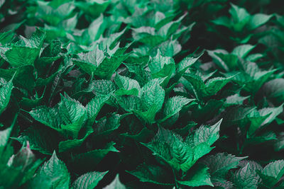 Full frame shot of green leaves