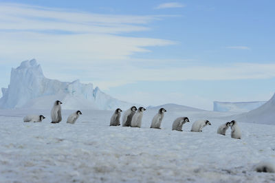 View of birds on snow covered landscape