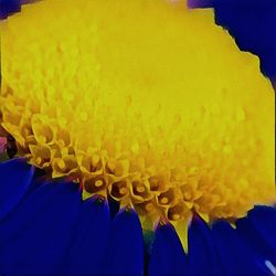 Macro shot of yellow flower