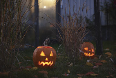 Carved jack-o-lanterns in garden