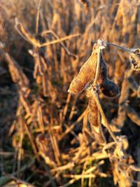 Close-up of wilted plant on field