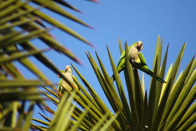 Close-up of lizard on plant against clear blue sky