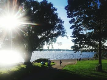 Sun shining through trees