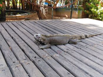 High angle view of cat on boardwalk