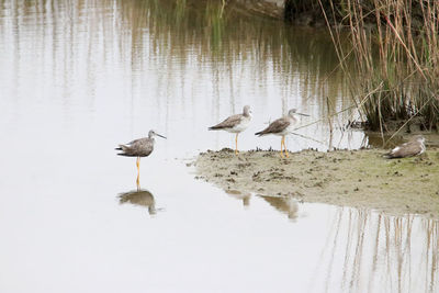 Flock of birds on the lake