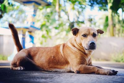 Portrait of dog resting