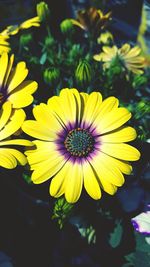 Close-up of yellow flower blooming outdoors