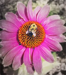 Close-up of bee on pink flower