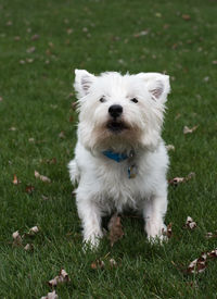 Close-up of white dog on field