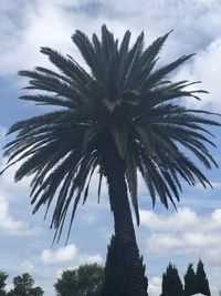 Low angle view of coconut palm tree against sky