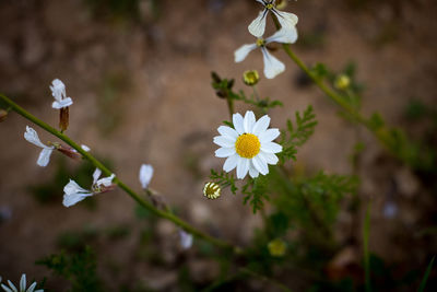 Close-up of white flowering plant