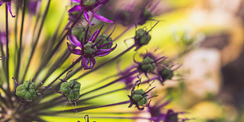 The last of the sprouting of a giant onion plant in a garden