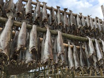 Fish for sale at market stall