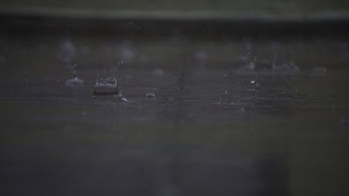 Close-up of turtle in water