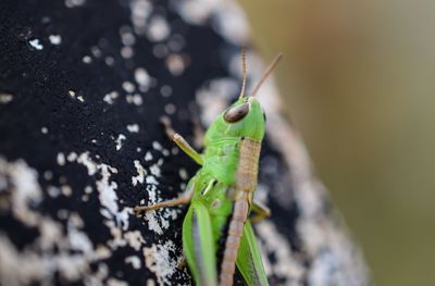 Close-up of grasshopper on leaf