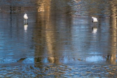 Birds floating on water