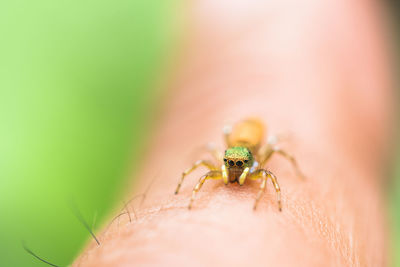 Close-up of spider on hand