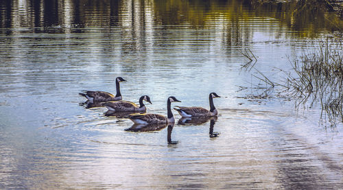 Birds swimming in lake