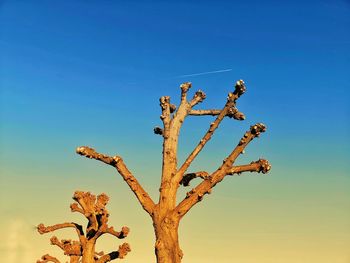 Low angle view of bare tree against clear blue sky