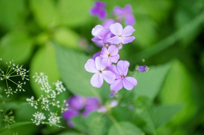 Close-up of purple flowers blooming outdoors