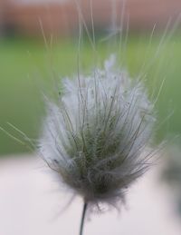 Close-up of flower