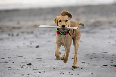 Dog running on beach