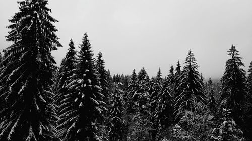 Low angle view of pine trees against sky during winter