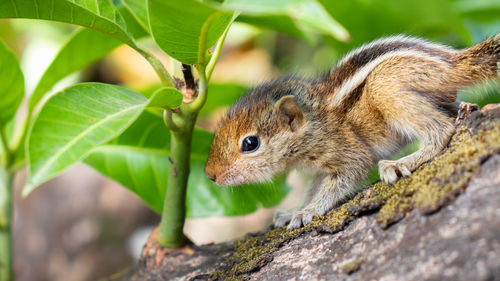 Close-up of squirrel