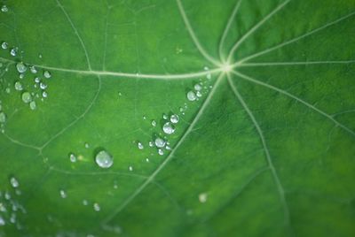 Close-up of spider on web