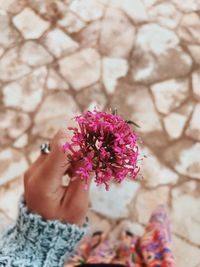 Close-up of hand holding pink flowering plant