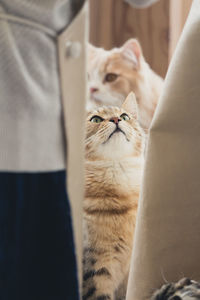Close-up of cat against wall