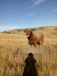 Portrait of cow standing on field against sky