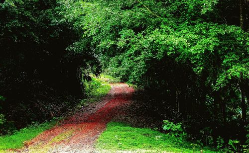 Road amidst trees in forest