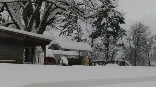 Snow covered trees in winter