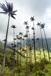 Low angle view of palm trees by mountain against sky