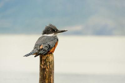 Bird perching on wooden post