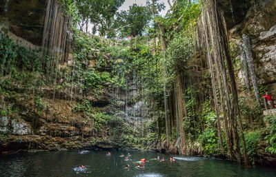 Scenic view of forest