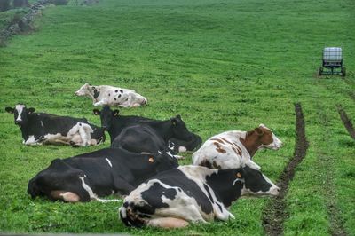 Cows grazing on field