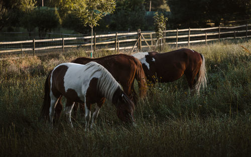 Horses grazing on a field at sunset