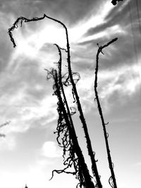 Low angle view of tree against sky