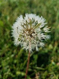 Close-up of flower blooming outdoors