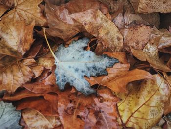 Full frame shot of dry maple leaves