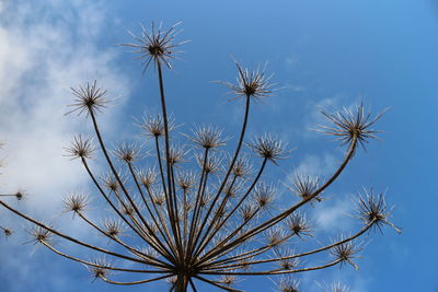 Low angle view of dandelion against blue sky