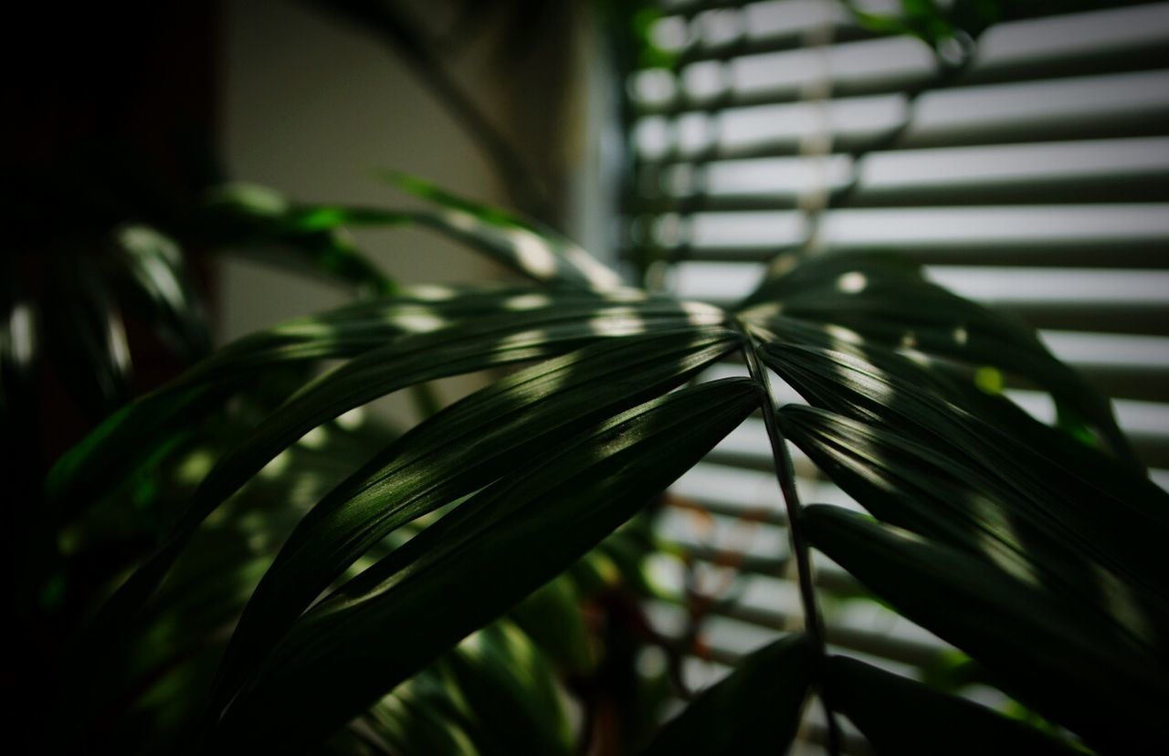 leaf, close-up, no people, day, plant, nature, focus on foreground, growth, outdoors, green color, beauty in nature, fragility