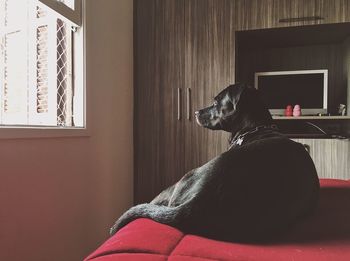 Close-up of dog sitting on sofa at home