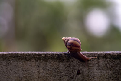 Close-up of snail perching on retaining wall