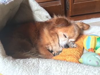 Close-up of cat sleeping
