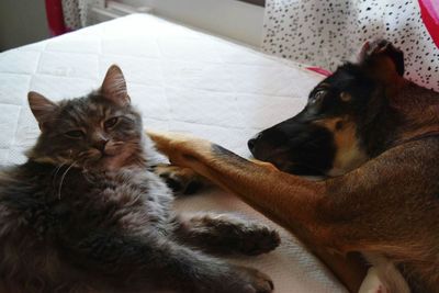 Close-up of cat relaxing at home